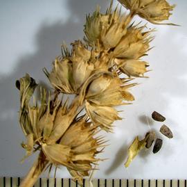   Infructescence, fruits:     Leonurus japonicus ; Photo by A. Margina, USDA APHIS PPQ, imageID.idtools.org
